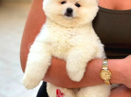 Pomerri̇an Boo Sevi̇mli̇ Yavrular
