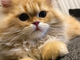 British Longhair Erkek Özel Renk