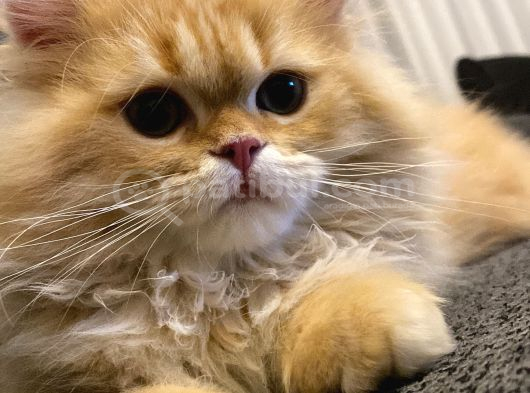 British Longhair Erkek Özel Renk görsel