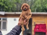 Gerçek Teddy Bear Toy Poodle Yavruları