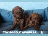 RED BROWN TOY POODLE YAVRULARI