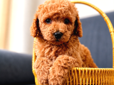 SEVİMLİ A KALİTE MALTİPOO YAVRULARIM