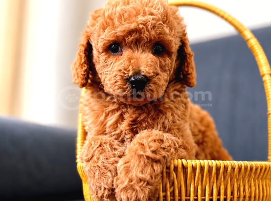 SEVİMLİ A KALİTE MALTİPOO YAVRULARIM