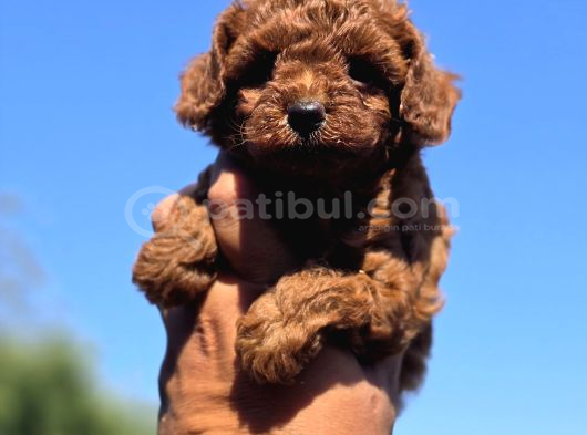 Orijinal Toy Poodle Yavrularımız