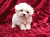 Safkan Maltese Terrier Yavruları