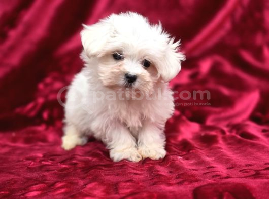 Safkan Maltese Terrier Yavruları görsel