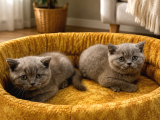 Çok güzel top kafa british shorthair yavrularımız