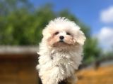 Sağlıklı Ve Sevimli Maltese Terrier Yavruları