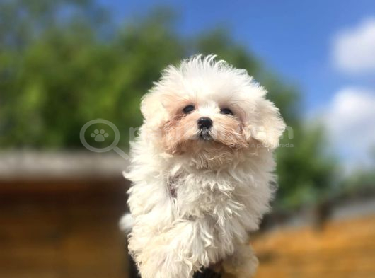 Sağlıklı Ve Sevimli Maltese Terrier Yavruları görsel