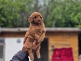 Gerçek Teddy Bear Toy Poodle Yavruları