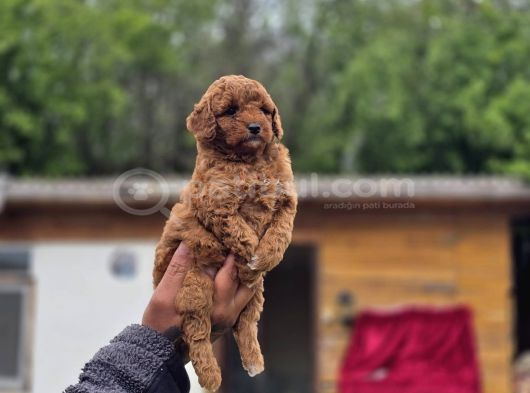 Gerçek Teddy Bear Toy Poodle Yavruları görsel