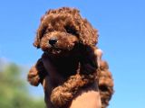 Orijinal Toy Poodle Yavrularımız