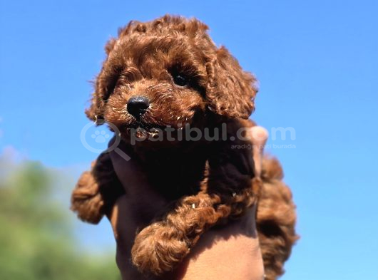 Orijinal Toy Poodle Yavrularımız görsel