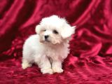 Safkan Maltese Terrier Yavruları