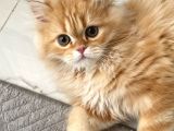 British longhair Erkek özel renk