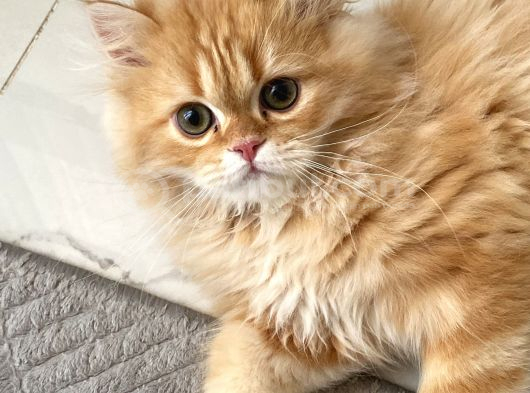 British longhair Erkek özel renk
