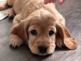 Irk Garantili Coocker Spaniel Yavruları