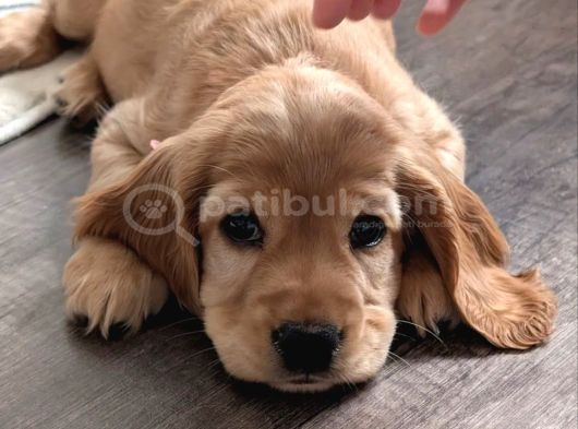 Irk Garantili Coocker Spaniel Yavruları görsel