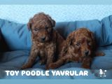 Red Brown Toy Poodle Yavrulari