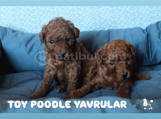 Red Brown Toy Poodle Yavrulari görsel