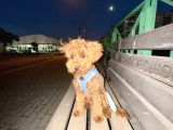Sevgi Dolu 6 Aylık Toy Poodle Yeni Ailesini Bekliyor