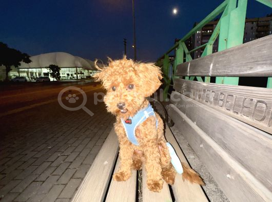 Sevgi Dolu 6 Aylık Toy Poodle Yeni Ailesini Bekliyor görsel