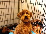 Sevgi Dolu 6 Aylık Toy Poodle Yeni Ailesini Bekliyor