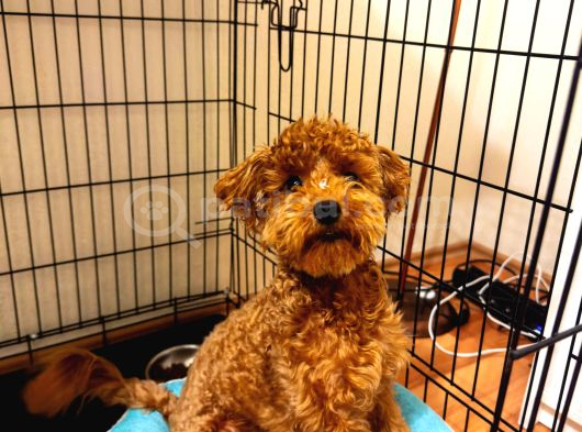 Sevgi Dolu 6 Aylık Toy Poodle Yeni Ailesini Bekliyor görsel