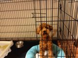 Sevgi Dolu 6 Aylık Toy Poodle Yeni Ailesini Bekliyor