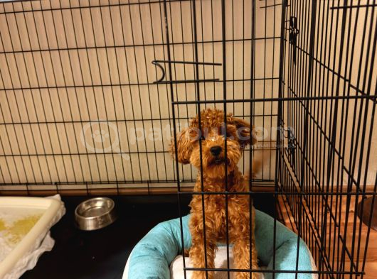 Sevgi Dolu 6 Aylık Toy Poodle Yeni Ailesini Bekliyor
