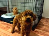 Sevgi Dolu 6 Aylık Toy Poodle Yeni Ailesini Bekliyor
