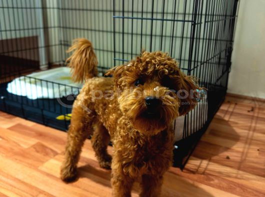 Sevgi Dolu 6 Aylık Toy Poodle Yeni Ailesini Bekliyor görsel