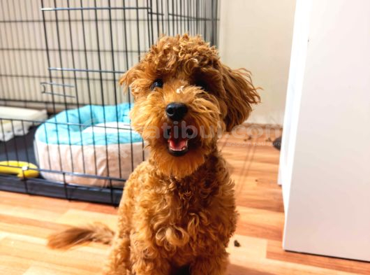 Sevgi Dolu 6 Aylık Toy Poodle Yeni Ailesini Bekliyor görsel
