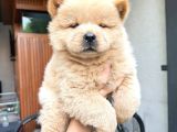 Evde Aslan Beslemek İsteyenlere Chow Chow Yavrularimiz Hazir
