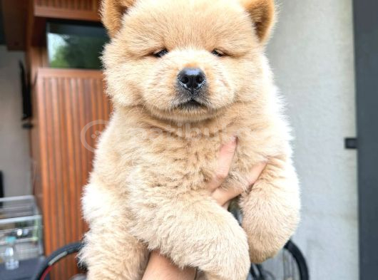 Evde Aslan Beslemek İsteyenlere Chow Chow Yavrularimiz Hazir görsel