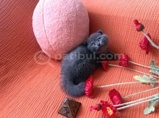 Avcılar Biblo Gibi Bebek 2 Aylık görsel