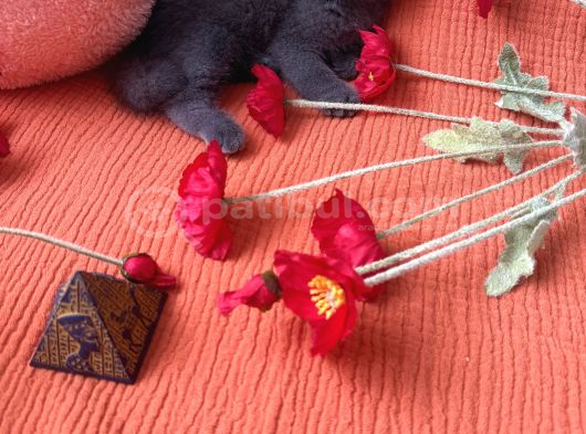 Avcılar Biblo Gibi Bebek 2 Aylık görsel