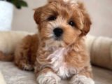 Bebek Suratli Tea Cup Malti̇poo Yavrularimiz