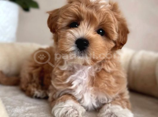 Bebek Suratli Tea Cup Malti̇poo Yavrularimiz görsel