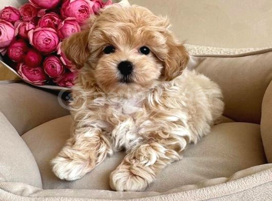 Bebek Suratli Tea Cup Malti̇poo Yavrularimiz görsel