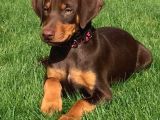 Sanat Eseri̇ Gi̇bi̇ Doberman Yavrularimiz