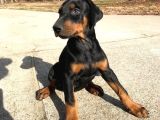Sanat Eseri̇ Gi̇bi̇ Doberman Yavrularimiz