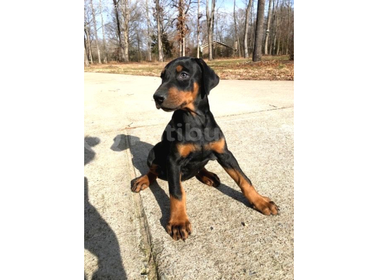 Sanat Eseri̇ Gi̇bi̇ Doberman Yavrularimiz görsel