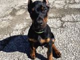 Sanat Eseri̇ Gi̇bi̇ Doberman Yavrularimiz