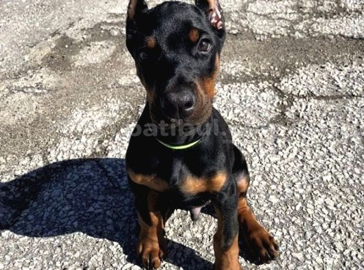 SANAT ESERİ GİBİ DOBERMAN YAVRULARIMIZ