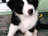 Dünyanin En Zeki̇ Irk Border Collie Yavrularimiz