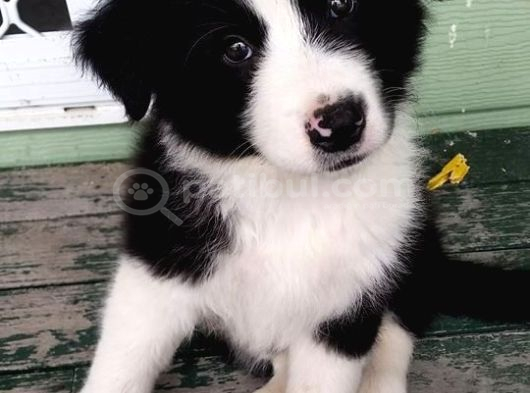 Dünyanin En Zeki̇ Irk Border Collie Yavrularimiz görsel