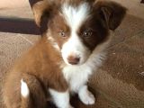 Dünyanin En Zeki̇ Irk Border Collie Yavrularimiz