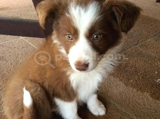 Dünyanin En Zeki̇ Irk Border Collie Yavrularimiz görsel