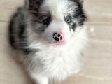 Dünyanin En Zeki̇ Irk Border Collie Yavrularimiz